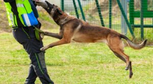 training-dog-bites-an-object-in-the-hands-of-the-t-2025-03-23-21-11-39-utc